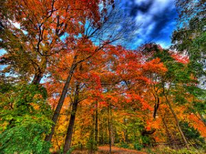 2981387336_81217b20e2_n